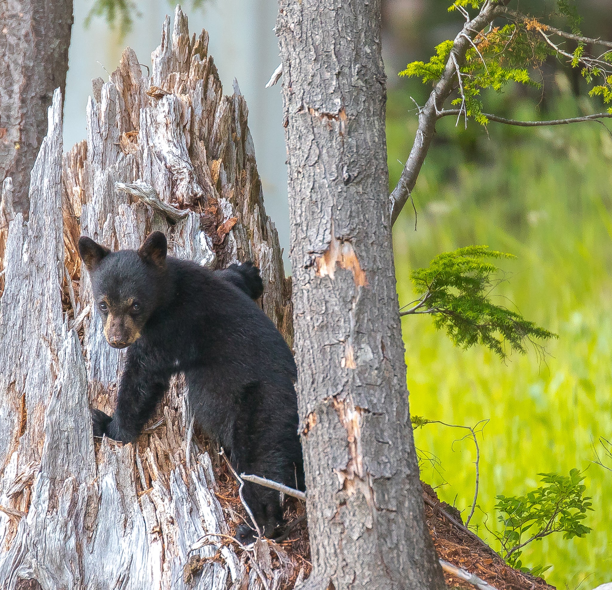 best bear watching tours whistler