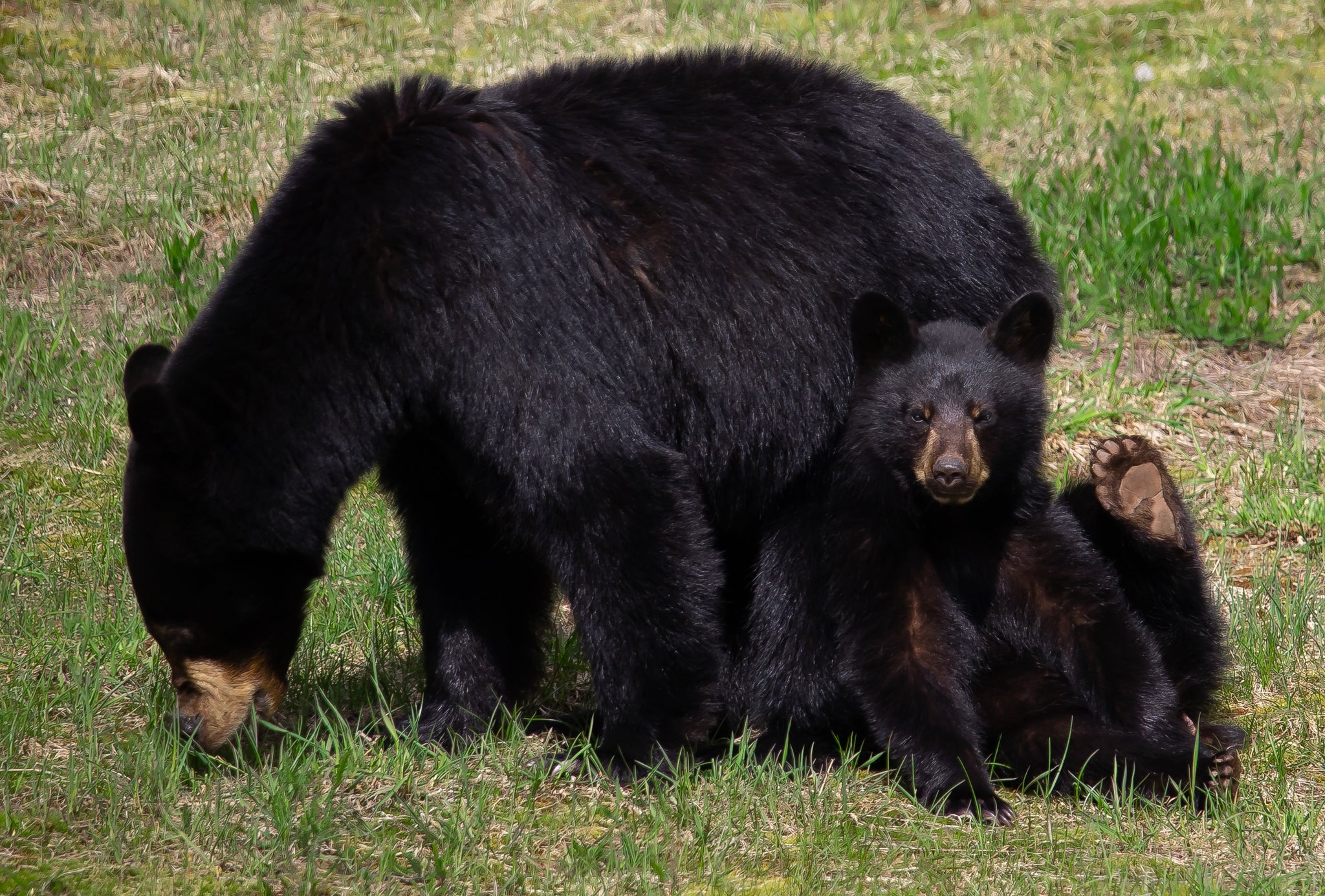 best bear watching tours whistler