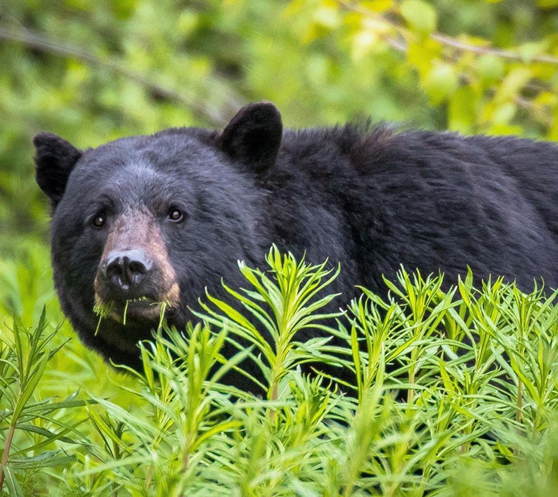 Combo Safari Adventure - Whistler Photo Safaris